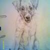 Jack Russell A3